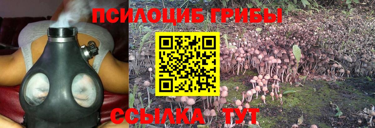 Псилоцибиновые грибы мицелий Кингисепп